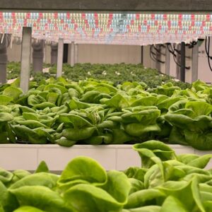 Indoor Growing Systems